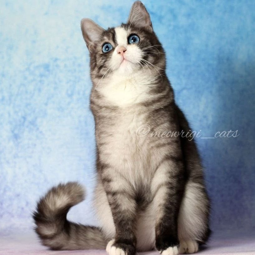 Meowrigi Rastishka