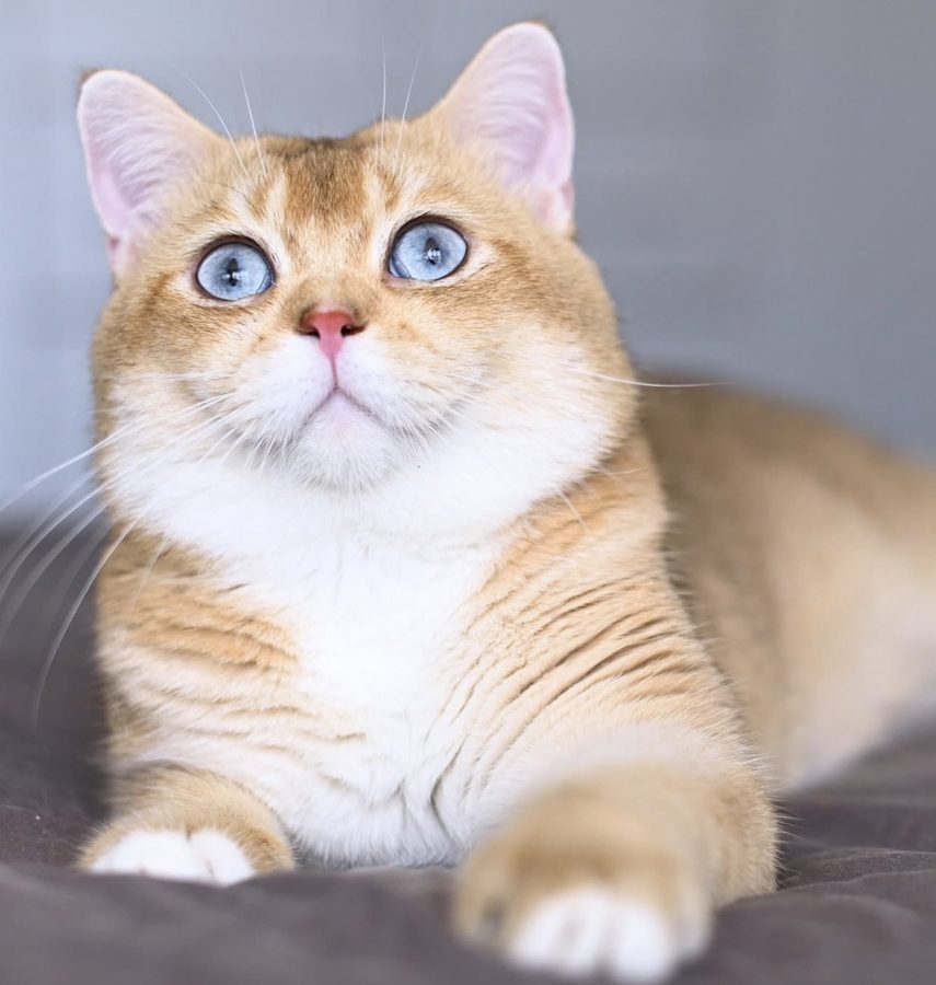 Kittystar Kyzya