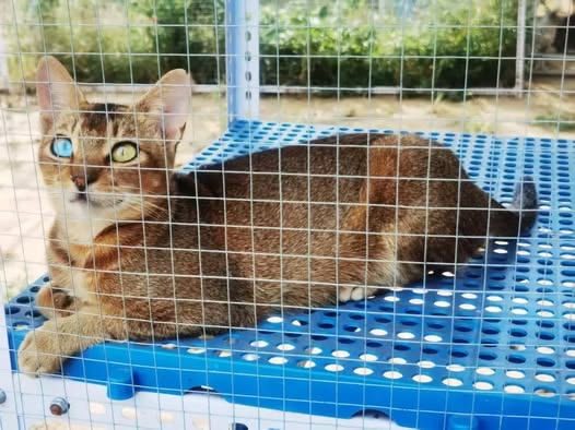 an Abyssinian of the BEAST cattery, not named in the source