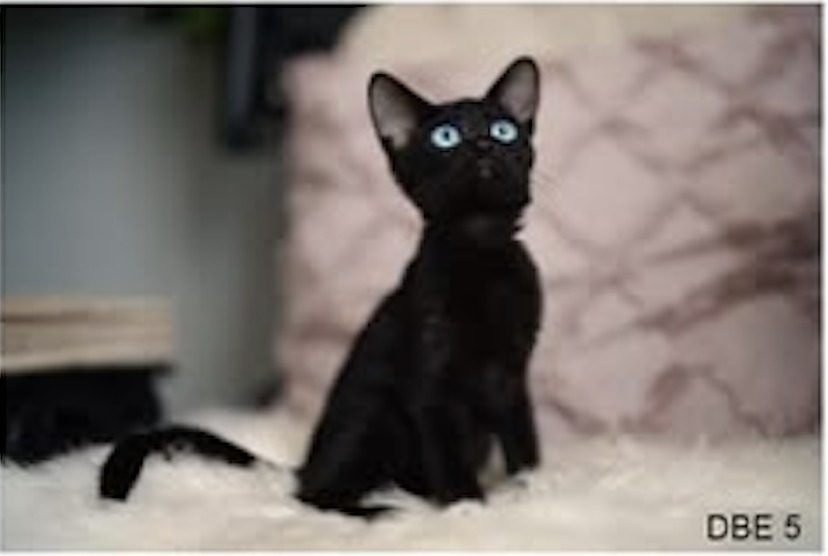 a cat of the Chinese Domestic Cat variant, not named in the source