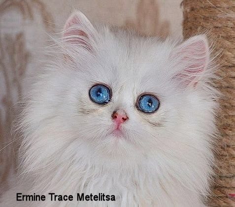 Metelitsa Ermine Trace