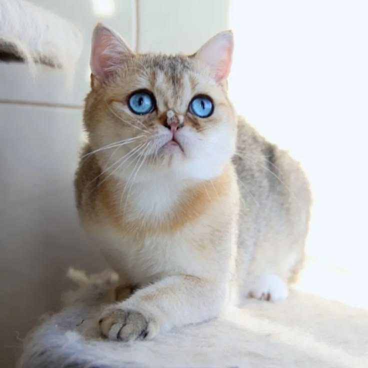 Zeus Ermine Trace