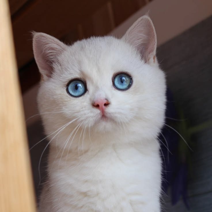 Ermine Trace Hermes