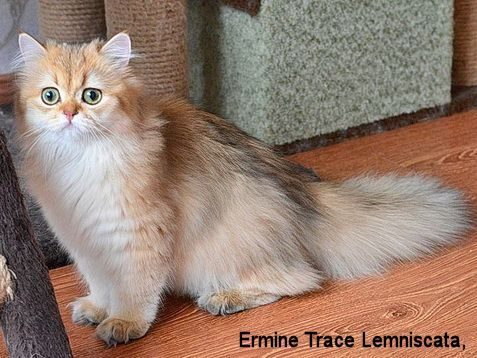 Ermine Trace Lemniscata