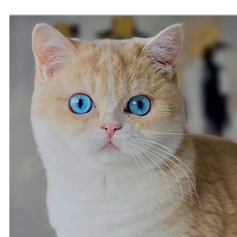 Felpatigatti Golden Zabava, written by the cattery as Zabava Felpati Gatti