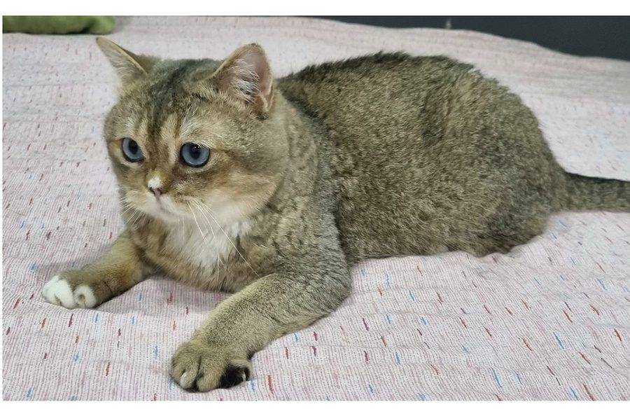 Kittystar Brilliant