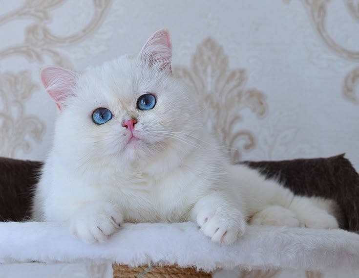 Ermine Trace Barkhat