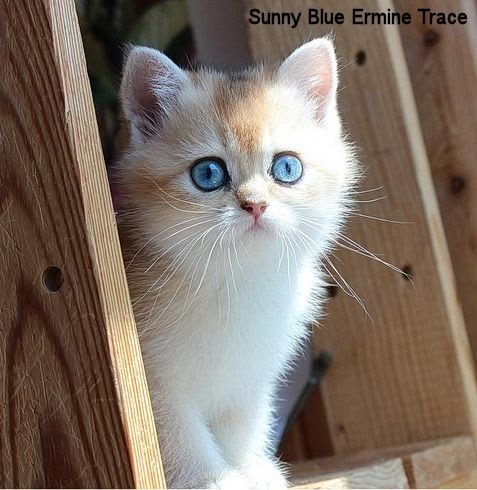 Sunny Blue Ermine Trace