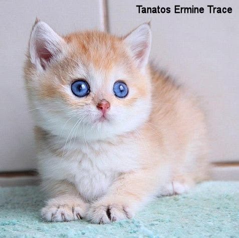 Tanatos Ermine Trace