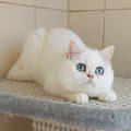 X-Lily Ermine Trace
