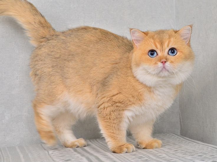 Yoshiki Ermine Trace