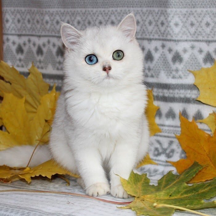 Ermine Trace Enya