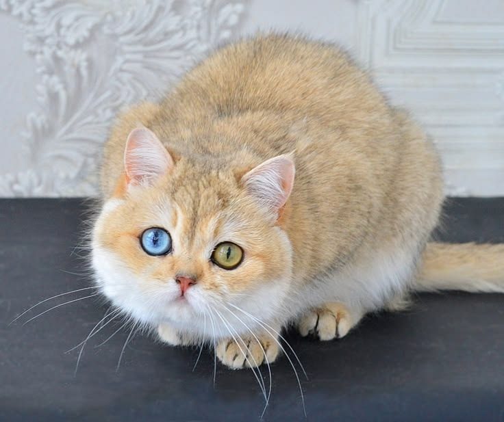 Nefertiti Ermine Trace