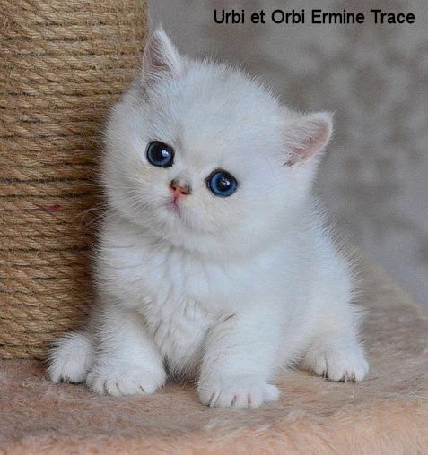 Urbi et Orbi Ermine Trace