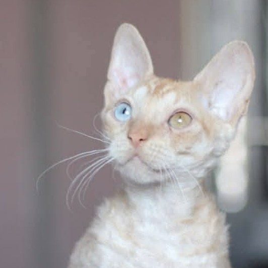 the odd eyed Ural Rex kitten of the Shuravi line, unnamed in the source