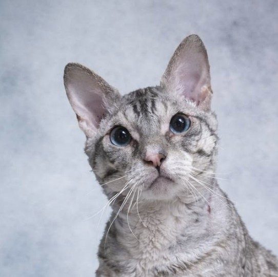 the blue eyed silver Ural Rex offered by the Mushugim cattery, unnamed in the source