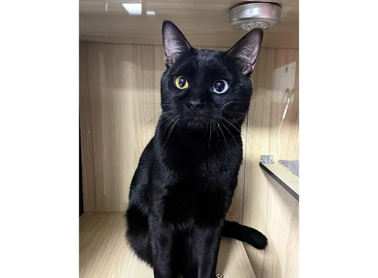 a black odd-eyed cat of the Winnie Cat House, not named in the source
