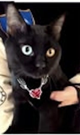 a cat of the Xin-He Winnie line, not named in the source