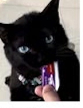 a second cat of the Xin-He Winnie line, not named in the source